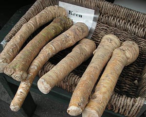 horseradish