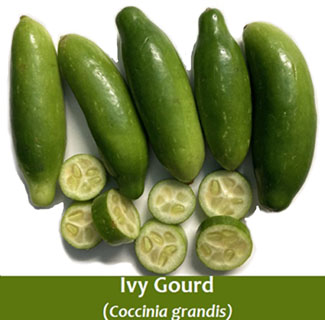 Ivy gourd-Coccinia grandis (Kundru)