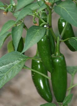 japapeno peppers
