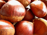 japanese chestnuts