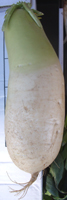 korean radish