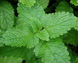 Lemon balm-Melissa officinalis