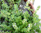 lemon thyme