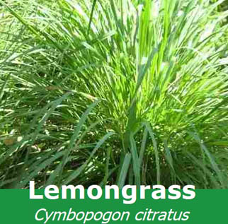 Cymbopogon citratus