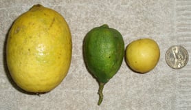 different size lemon and limes