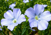 linseed flower