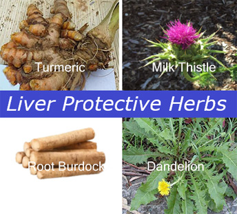 Liver health protective herbs