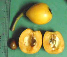 loquat fruit internal structure and seeds