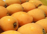 loquats