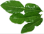 makroot-leaves