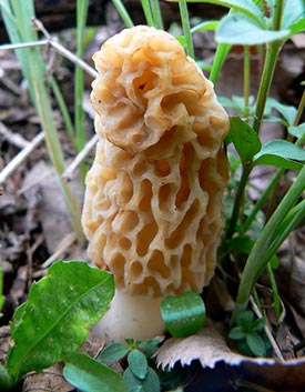 7 incredible Morel mushroom Nutrition facts and Health benefits
