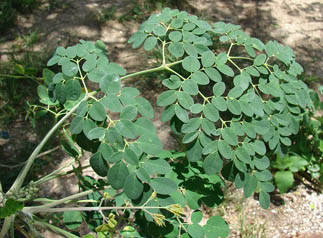 moringa leaves
