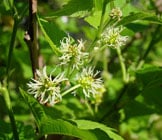white mulberry flowers