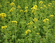 mustard plant