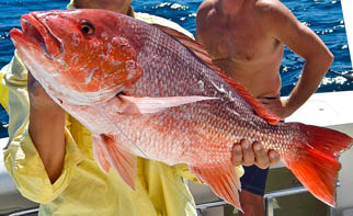 Northern red snapper Northern red snapper-Lutjanus campechanus