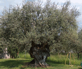 Olive tree-Olea europaea
