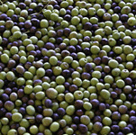 fresh olive fruits
