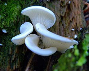 oyster mushroom