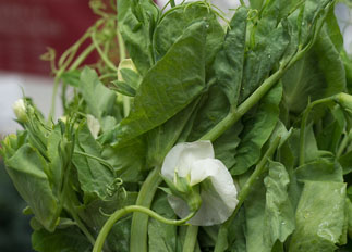 Pea shoots