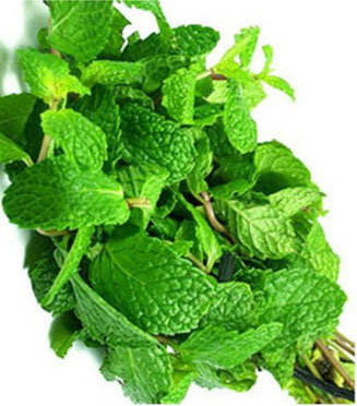 Peppermint herb Peppermint herb