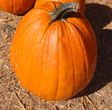 pumpkin fruit