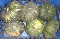 pumpkins