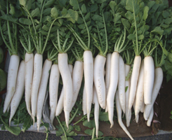 radish in a market