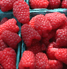  rote Himbeeren