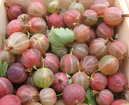 gooseberries in a market