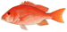 Red snapper