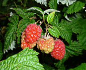 rubus idaeus- raspberry plant