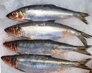 Top 9 Sardines and Pilchards nutrition facts and health benefits