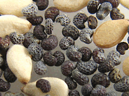 sesame and poppy seeds