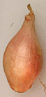 shallot