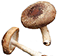 shiitake mushrooms - EETBARE PADDESTOELEN VS GIFTIGE PADDENSTOELEN HOE HERKEN JE DE VERSCHILLEN