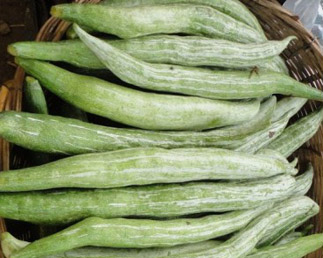 snake gourd