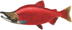 sockeye salmon