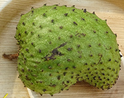 soursop -guanabana