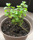 spearmint-as pot herb