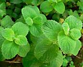 spearmint herb