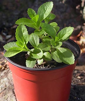 stevia herb