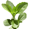 stevia leaf1 - GEZONDHEIDSVOORDELEN VAN KRUIDEN VOEDINGSFEITEN EN GENEZENDE EIGENSCHAPPEN