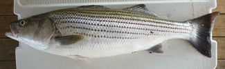 Striped bass-Morone saxatilis