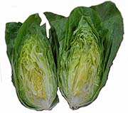 Sugar leaf chicory