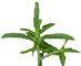 summer savory