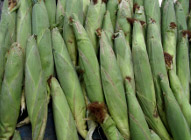 sweetcorn cobs in a market