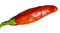 Tabasco pepper