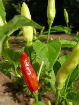 Tabasco pepper- Capsicum frutescens var. tabasco