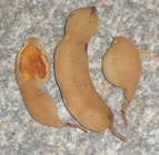 tamarind pods