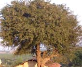Tamarindus indica, tamarind tree